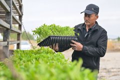 由拖沓机牵引的栽机